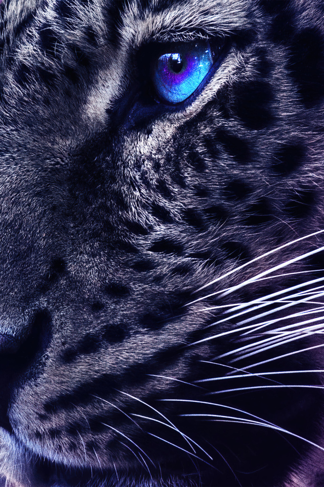 Голова леопарда с голубыми глазами