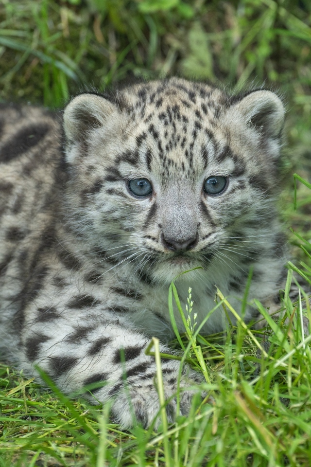 Маленький детеныш снежного барса на зеленой траве
