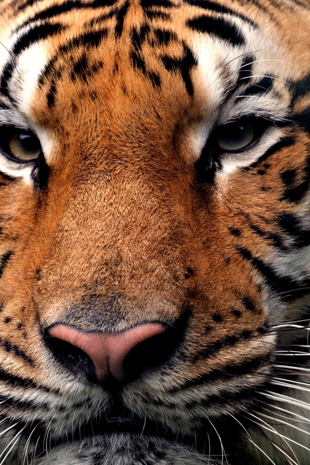 Серьезная морда полосатого тигра