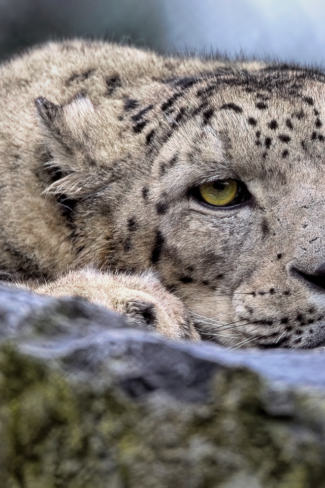 Снежный барс отдыхает на камне