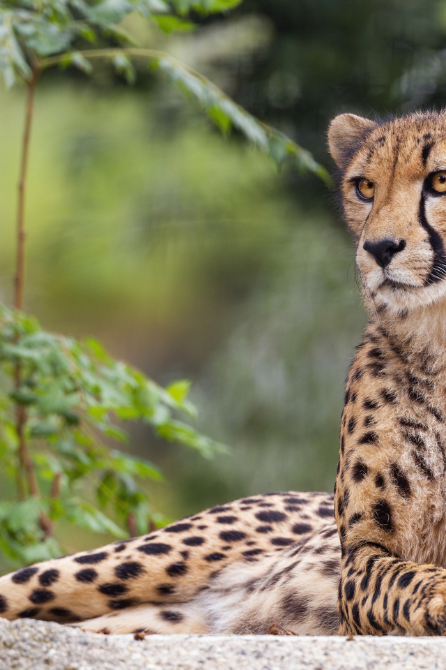 Пятнистый гепард лежит на камне
