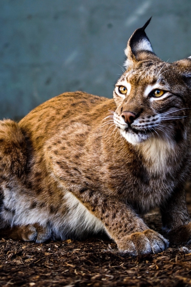 Пятнистая рысь с красивыми ушами