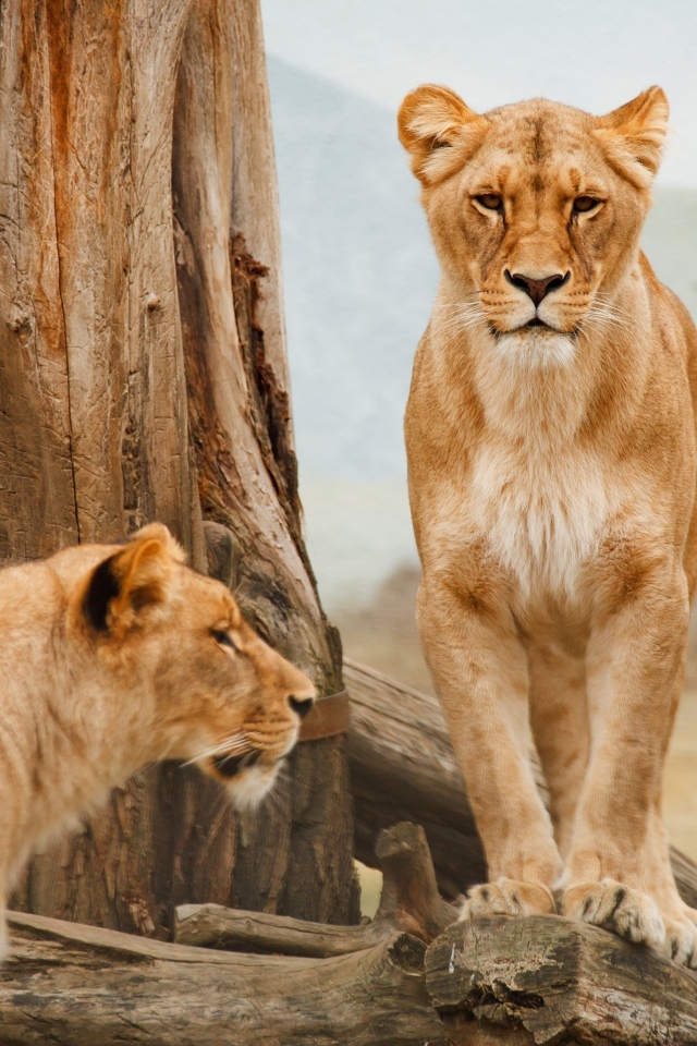 Две большие львицы у сухого дерева 
