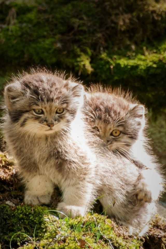 Два маленьких манула на камне в лесу