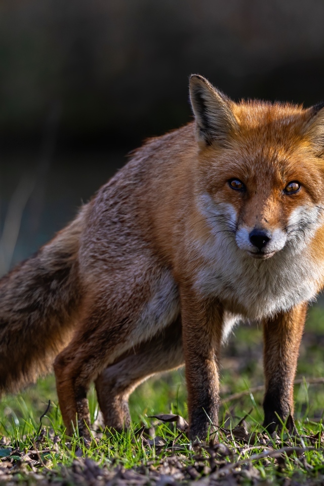 Хитрая рыжая лиса стоит на траве