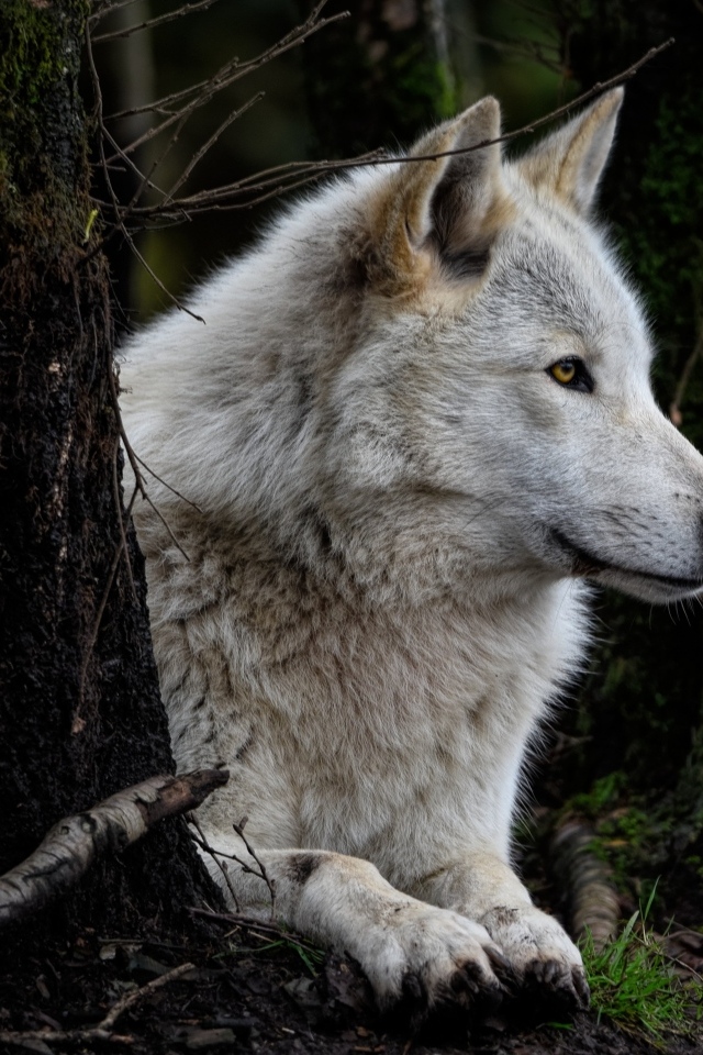 Большой серый волк лежит в  лесу у деревьев
