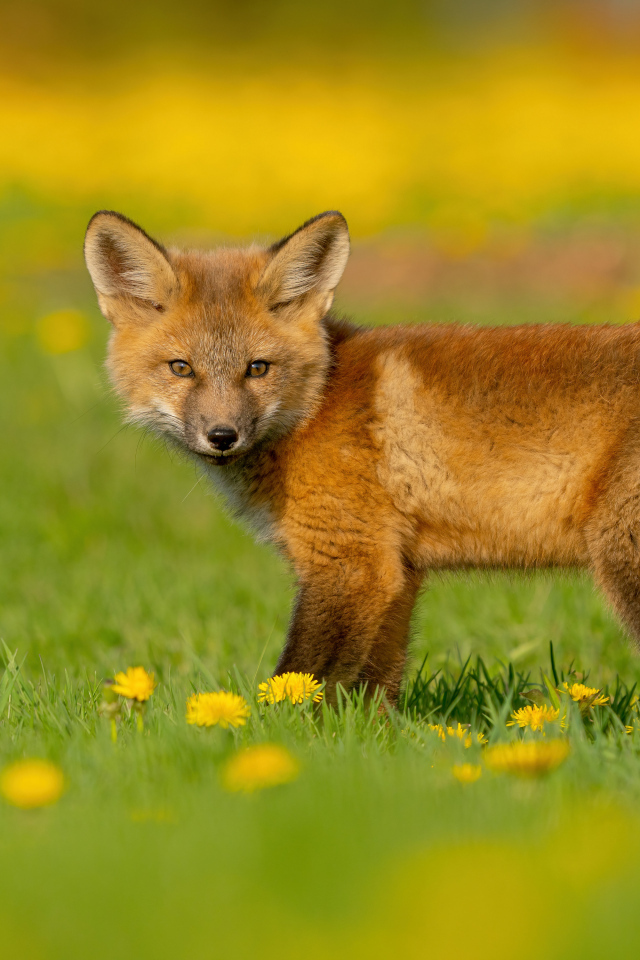 Little fox on the grass with dandelions