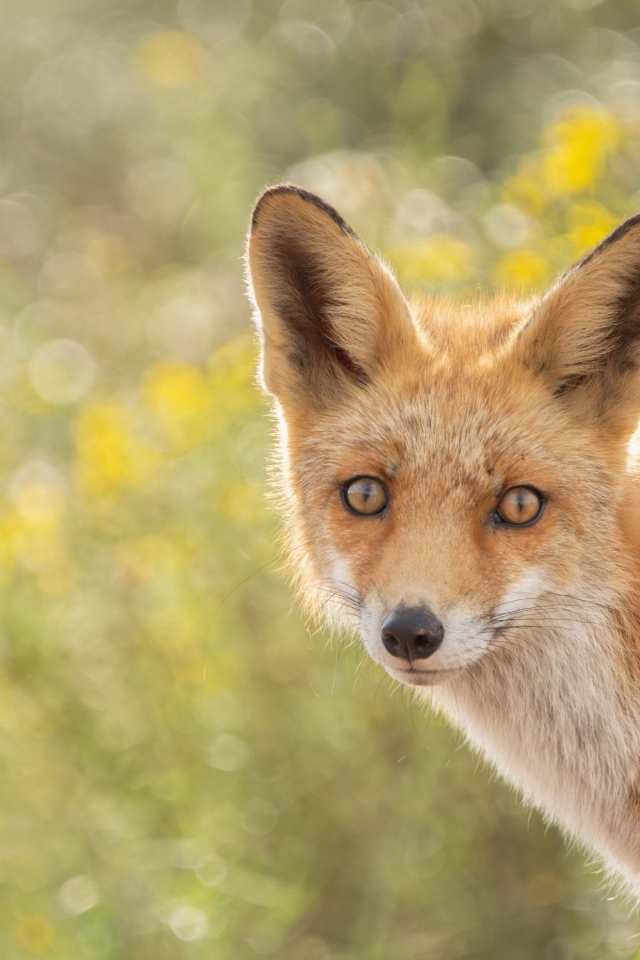 Молодая рыжая лиса 