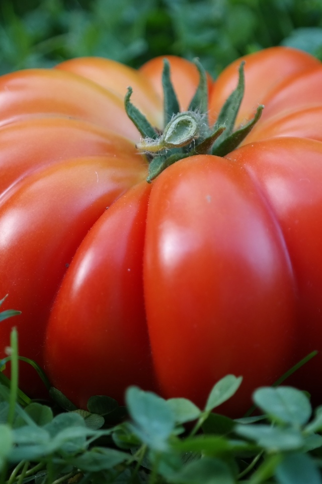 Огромный красный помидор лежит на зеленой траве