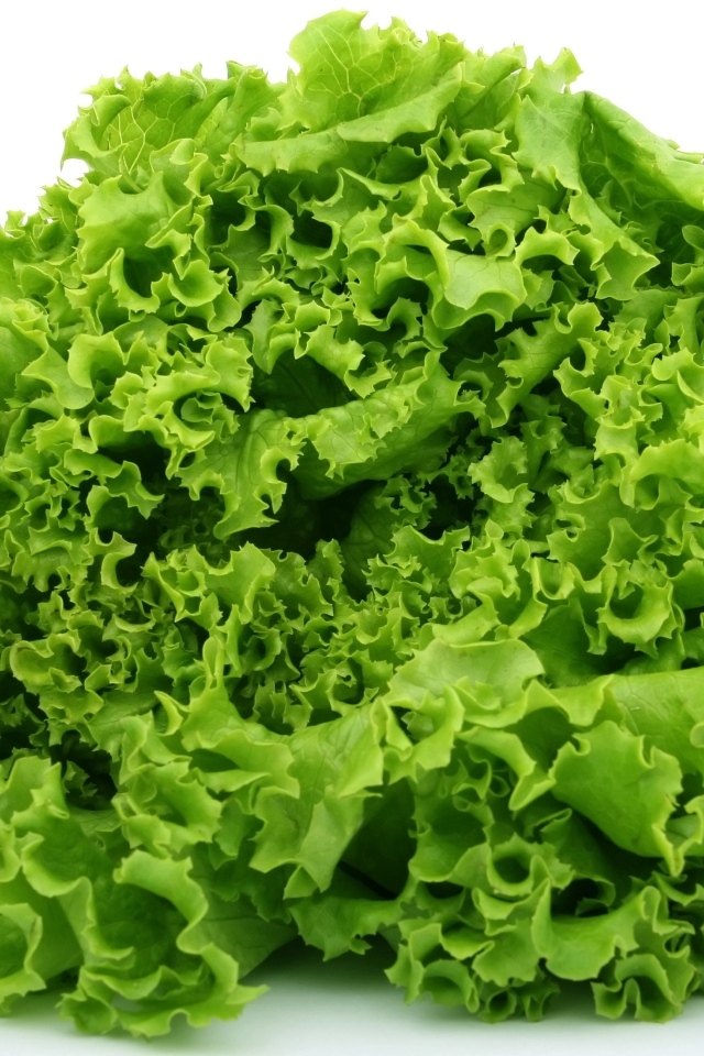 Пучок зеленых листьев салата на белом фоне