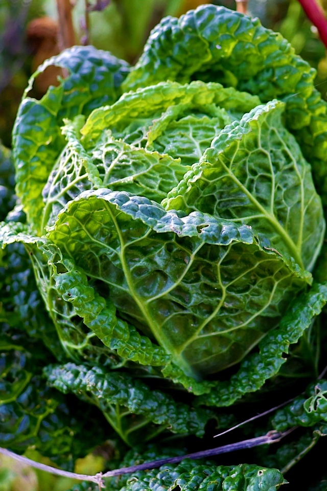 Капуста растет на грядке