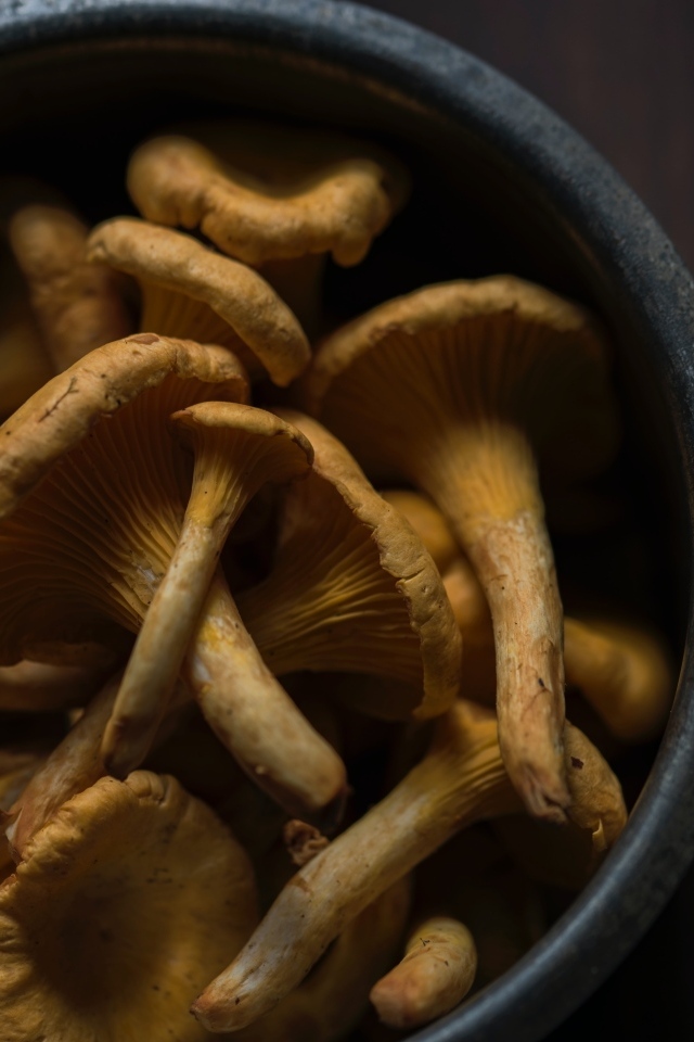 Грибы лисички в миске на столе