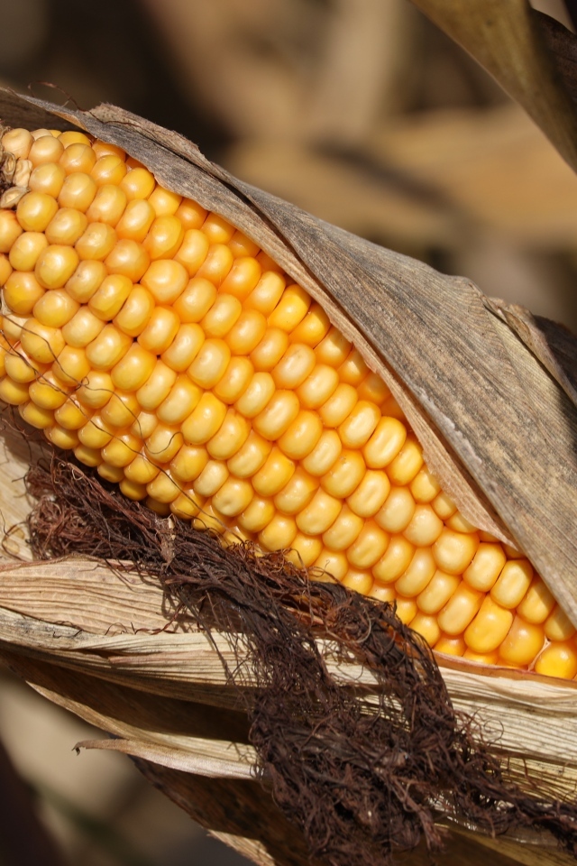 Початок кукурузы в листьях