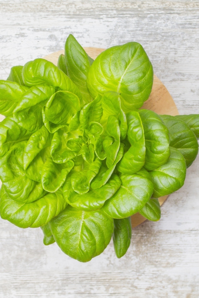 Свежий базилик на сером столе