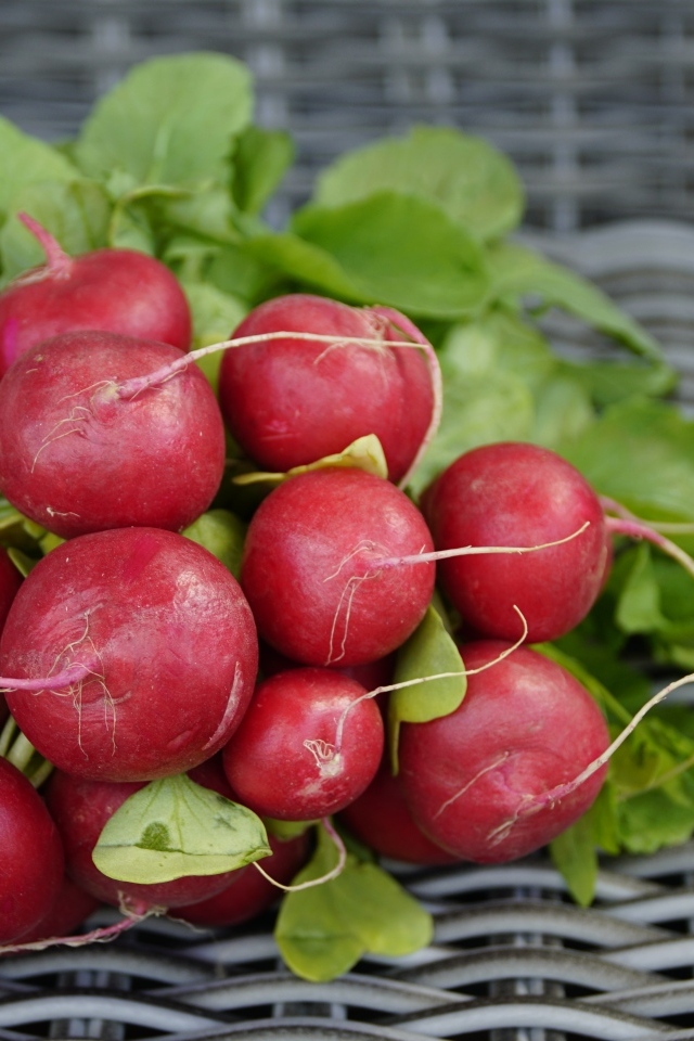 Свежий красный редис на столе