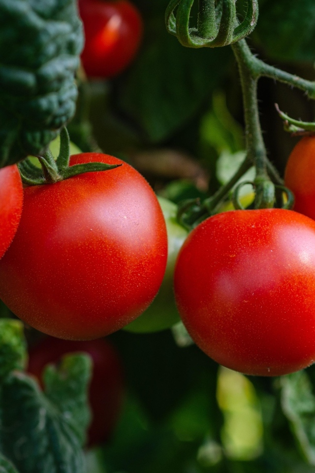 Свежие спелые томаты на грядке