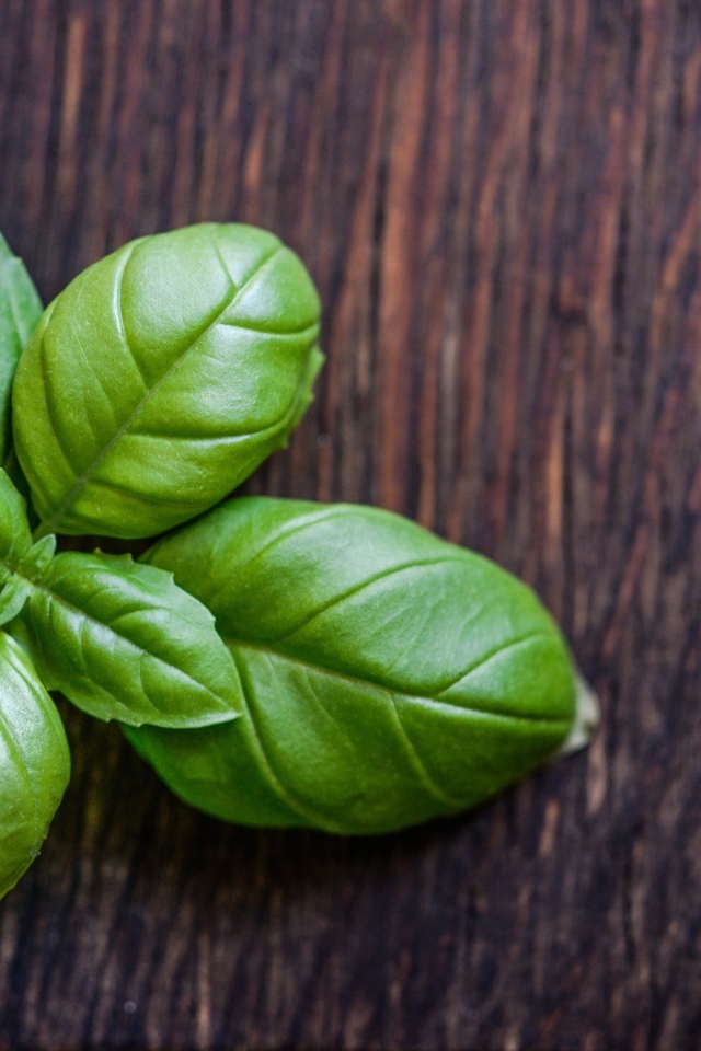 Зеленые листья базилика на деревянном столе
