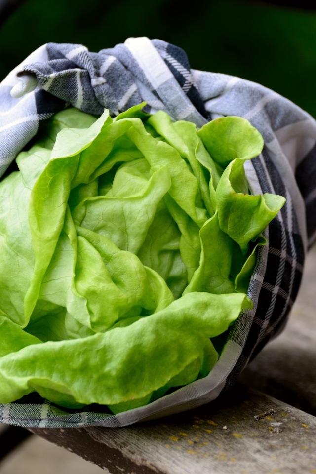 Зеленые листья салата крупным планом