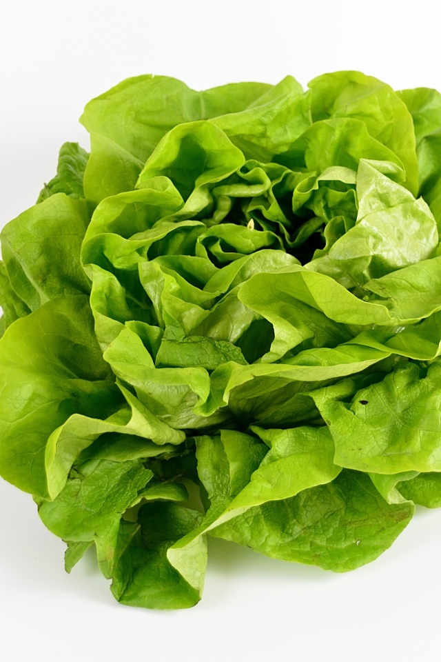 Листья зеленого салата на белом фоне