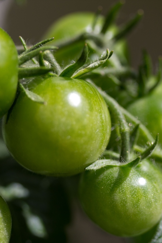 Зеленые помидоры на ветке