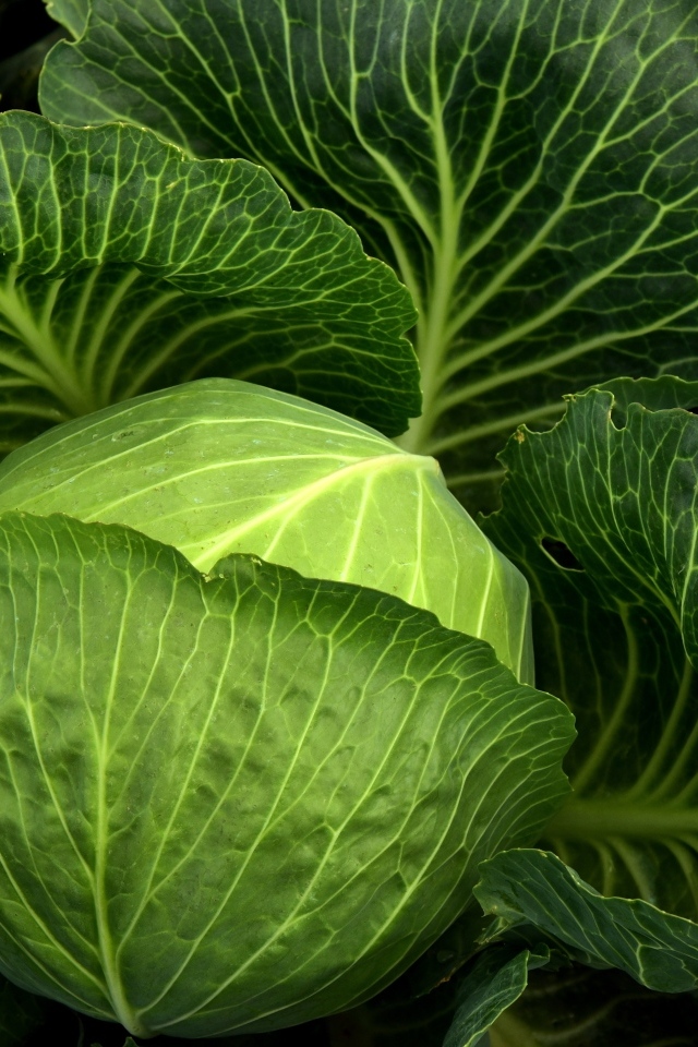 Кочан большой свежей капусты с листьями