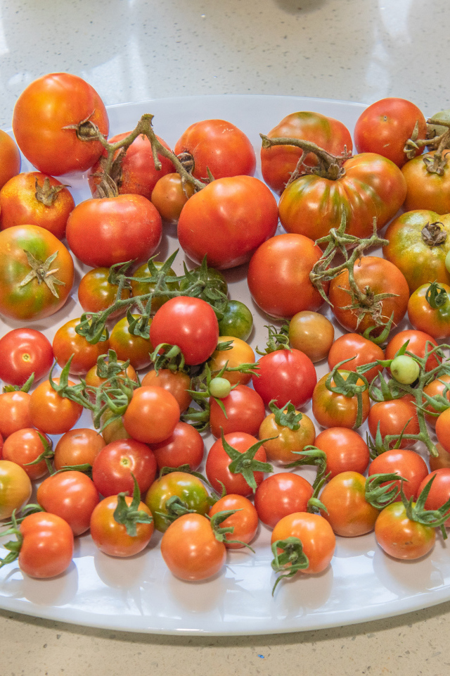 Большая белая тарелка с красными помидорами