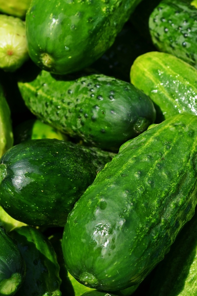 Много свежих огурцов на консервацию 