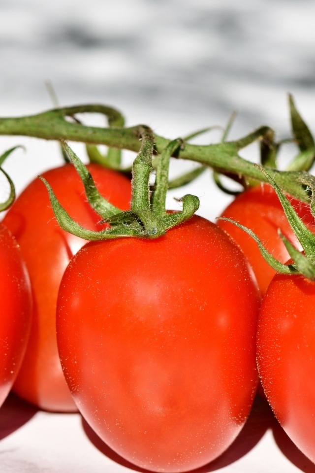 Много красных помидор на ветке 