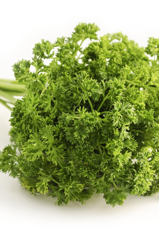 Зелень петрушки на белом фоне