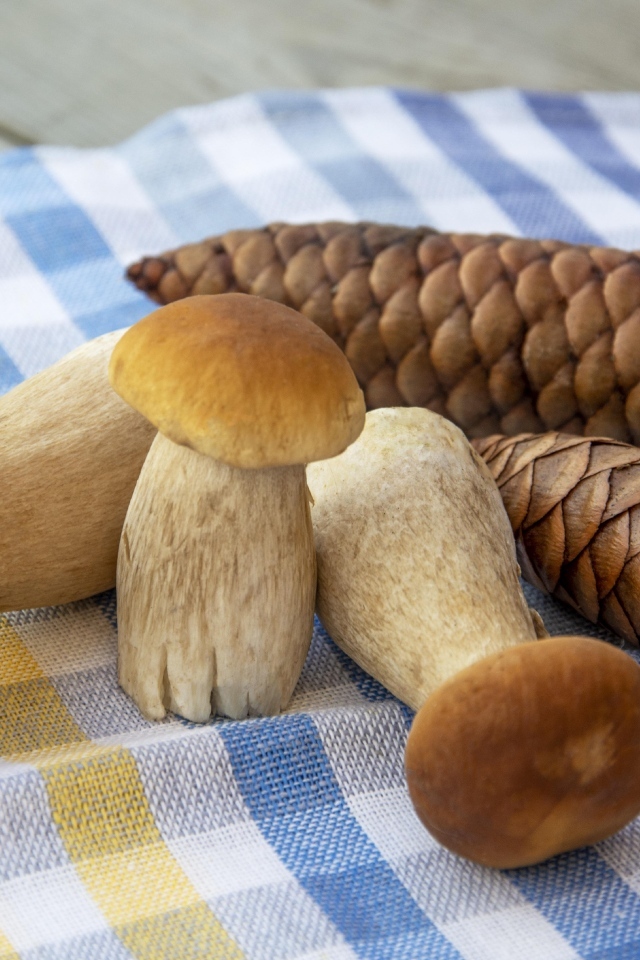 Белые грибы с шишками на столе