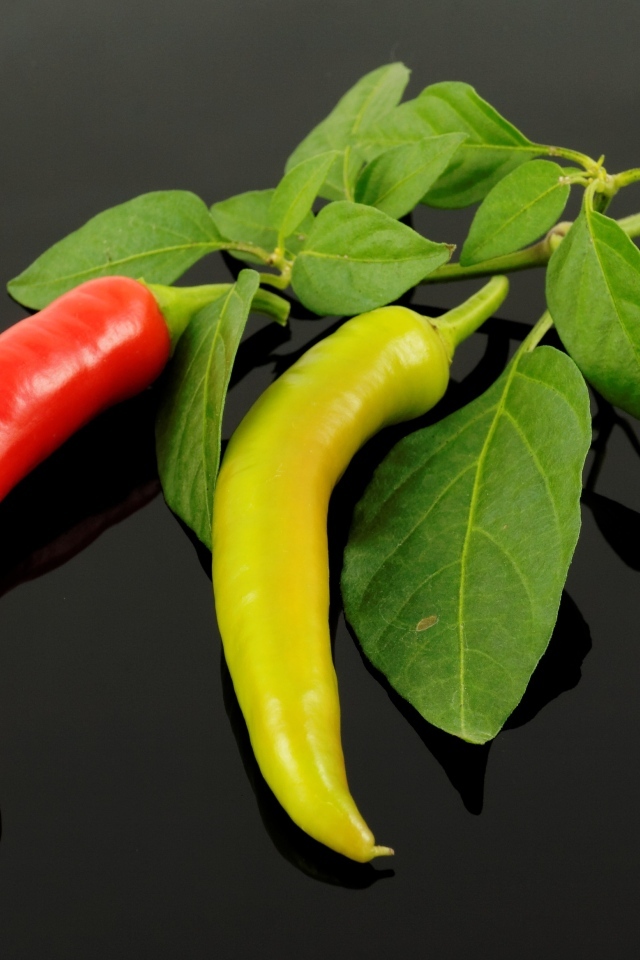 Красный и зеленый острый перец на ветке с листьями