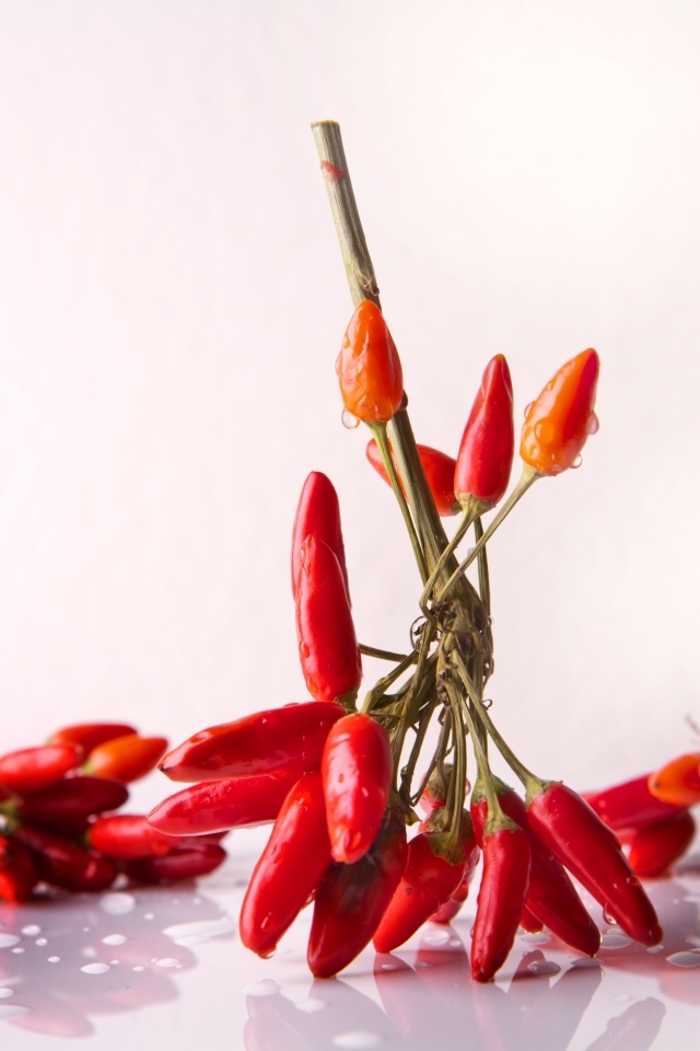 Красный острый перец на белом фоне