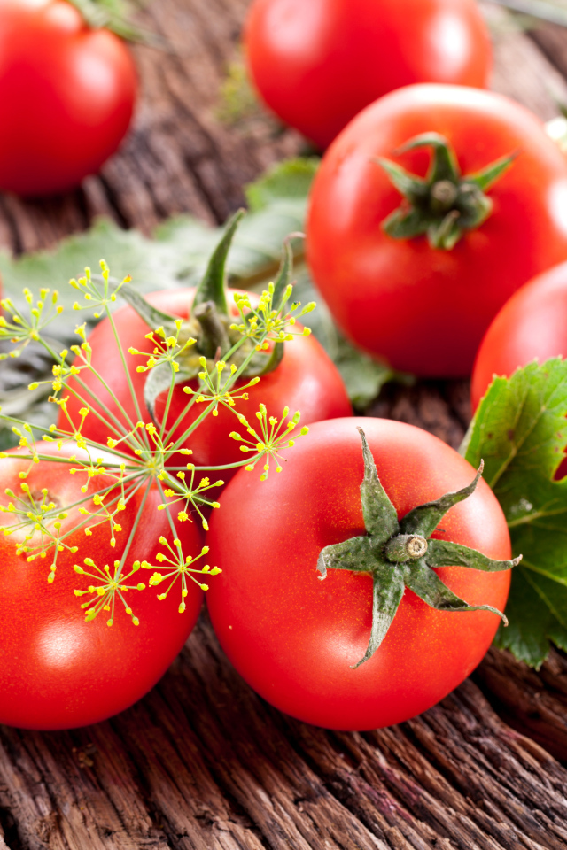 Красные помидоры на деревянном столе с укропом