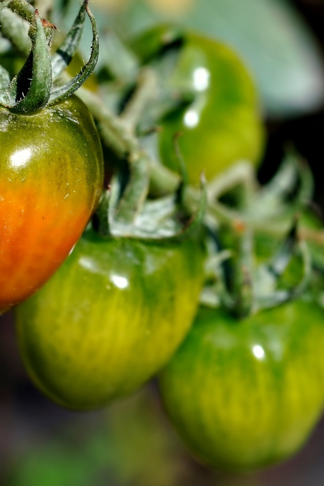 Созревающие томаты на ветке