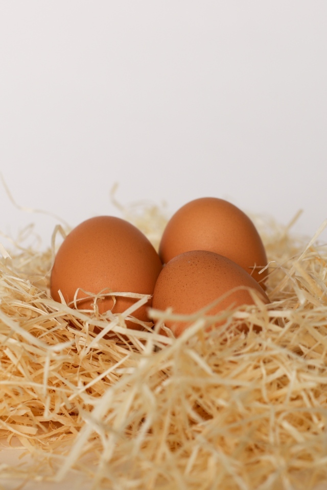 Три куриных яйца лежат в гнезде