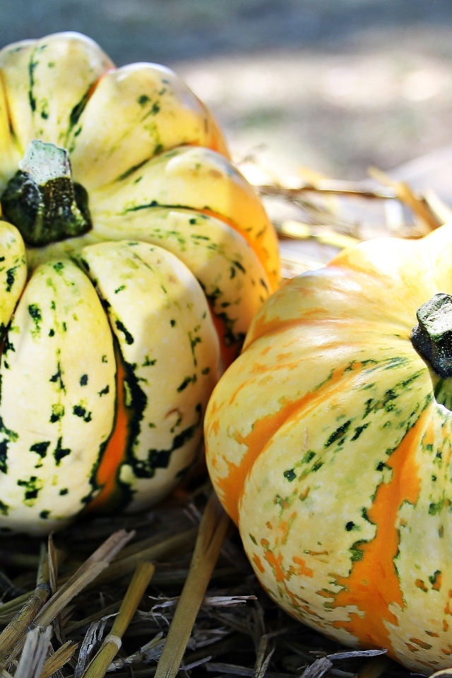 Две большие тыквы на огороде