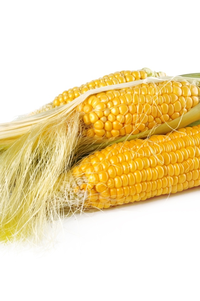 Желтые початки кукурузы на белом фоне