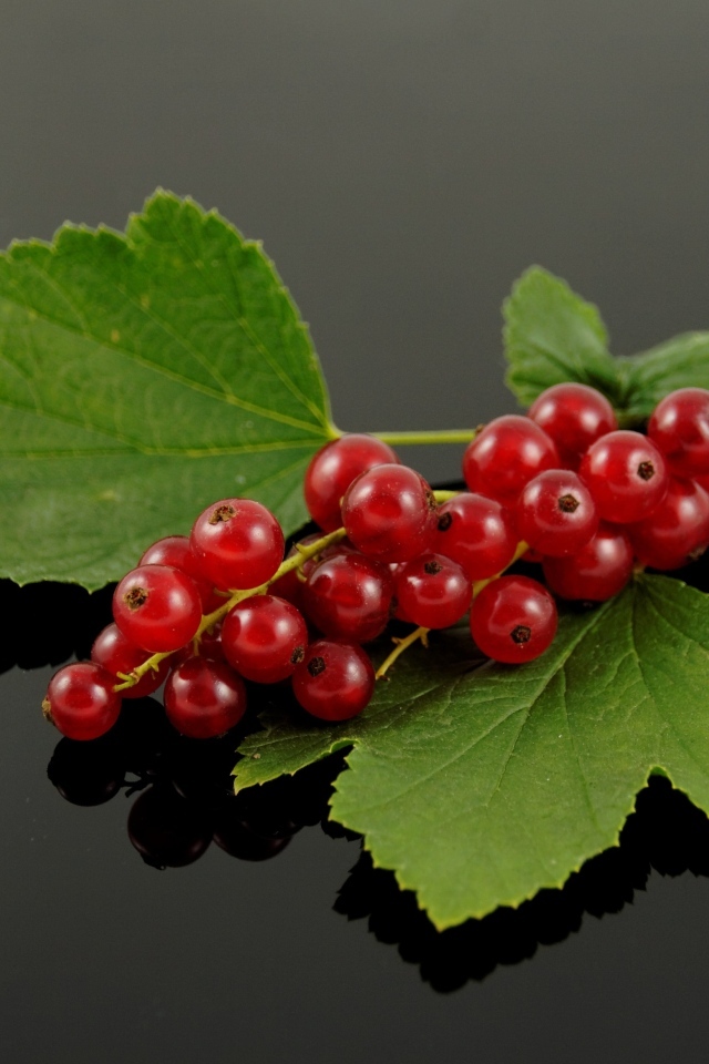 Гроздь красной смородины с зелеными листьями на сером фоне