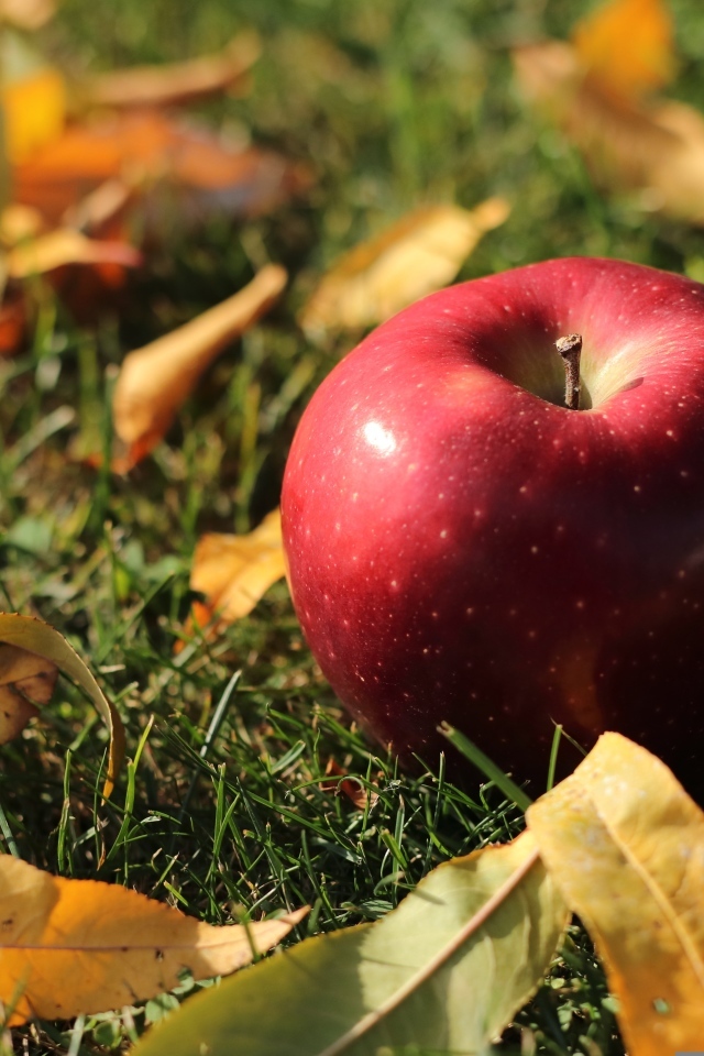 Большое красное яблоко лежит на траве с листвой