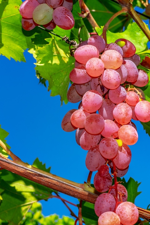 Красивый крупный розовый виноград на лозе