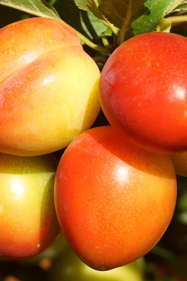 Красивые оранжевые сливы на ветке