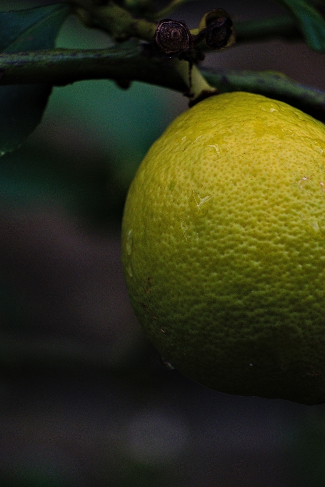 Большой лимон спеет на дереве