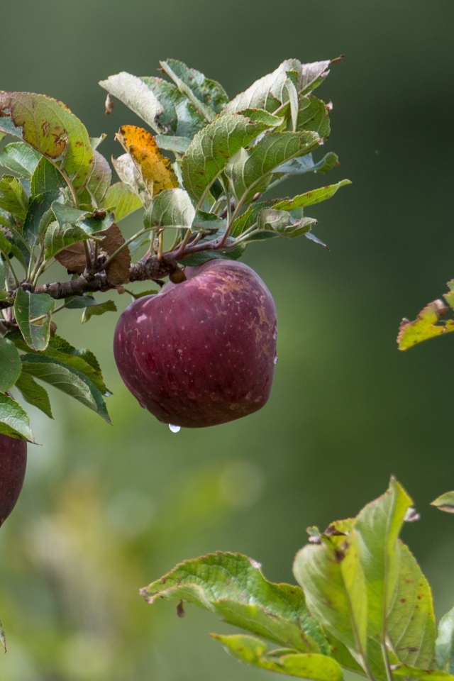 Большие красные яблоки на ветке дерева 
