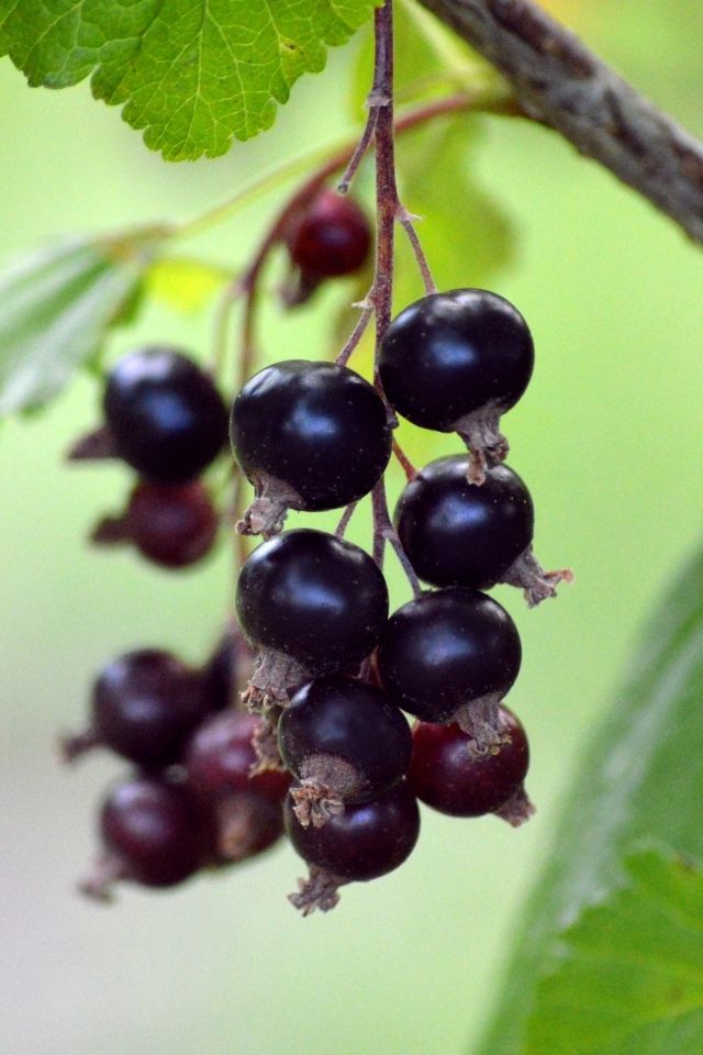 Ягоды черной смородины на ветках