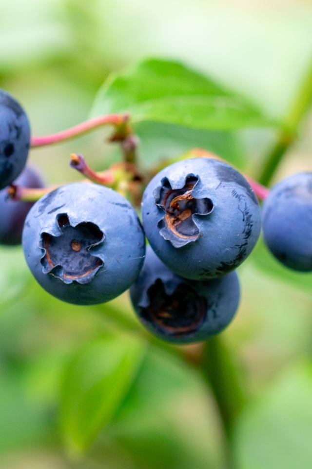 Синие ягоды лесной черники крупным планом