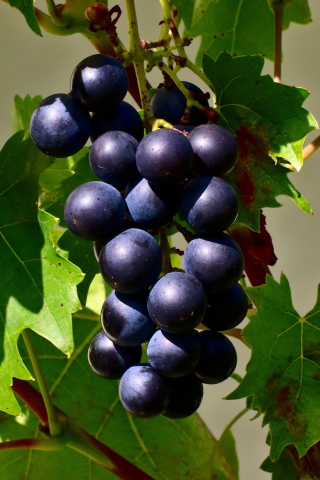 Гроздь синего винограда в зеленых листьях