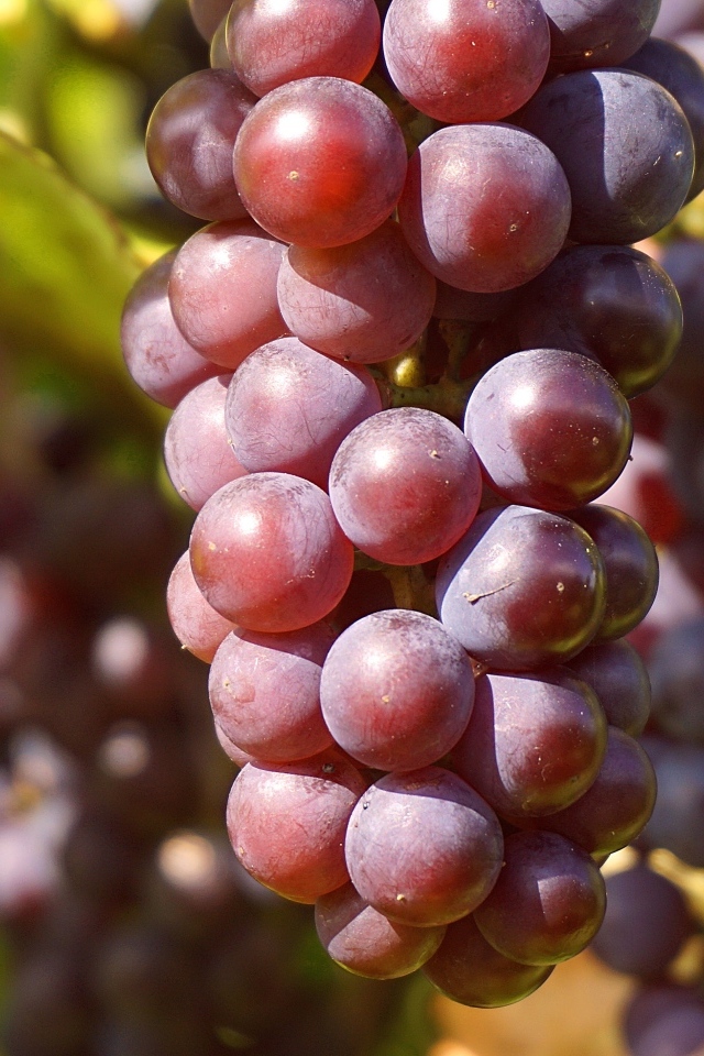 Гроздь розового винограда в лучах солнца