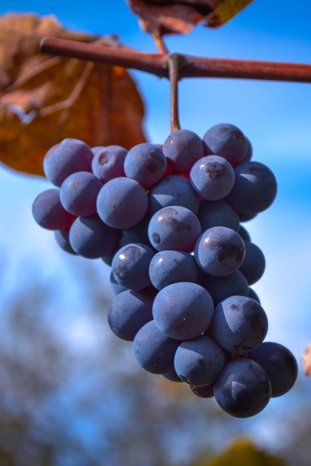 Гроздь розового винограда на ветке на фоне неба