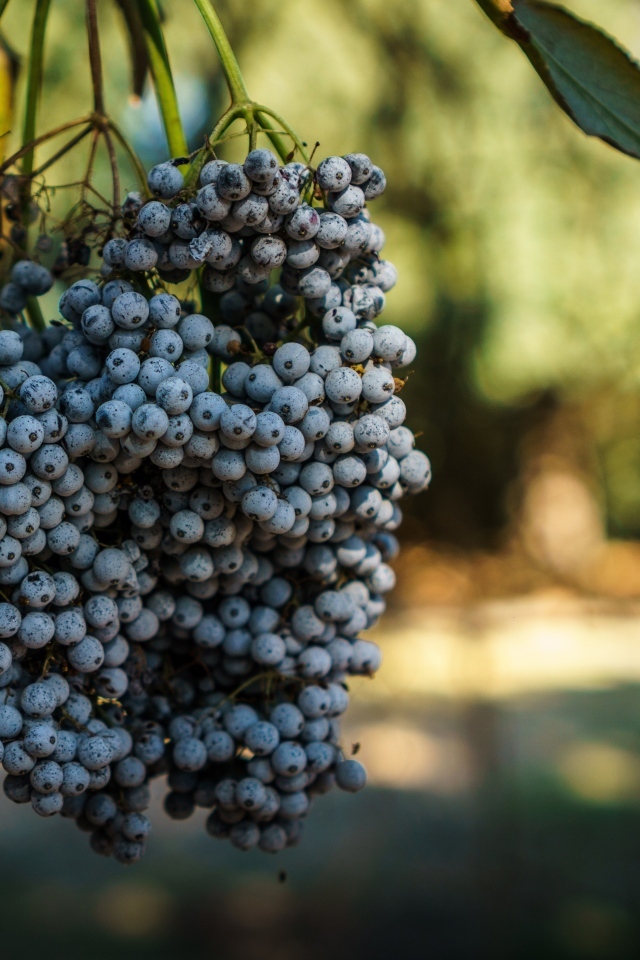 Гроздь дикого синего винограда
