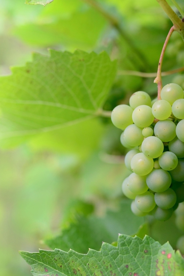 Гроздья зеленого винограда в листьях